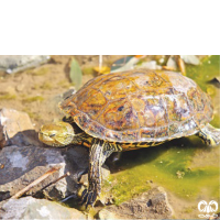 گونه لاکپشت خزری Caspian Pond Turtle